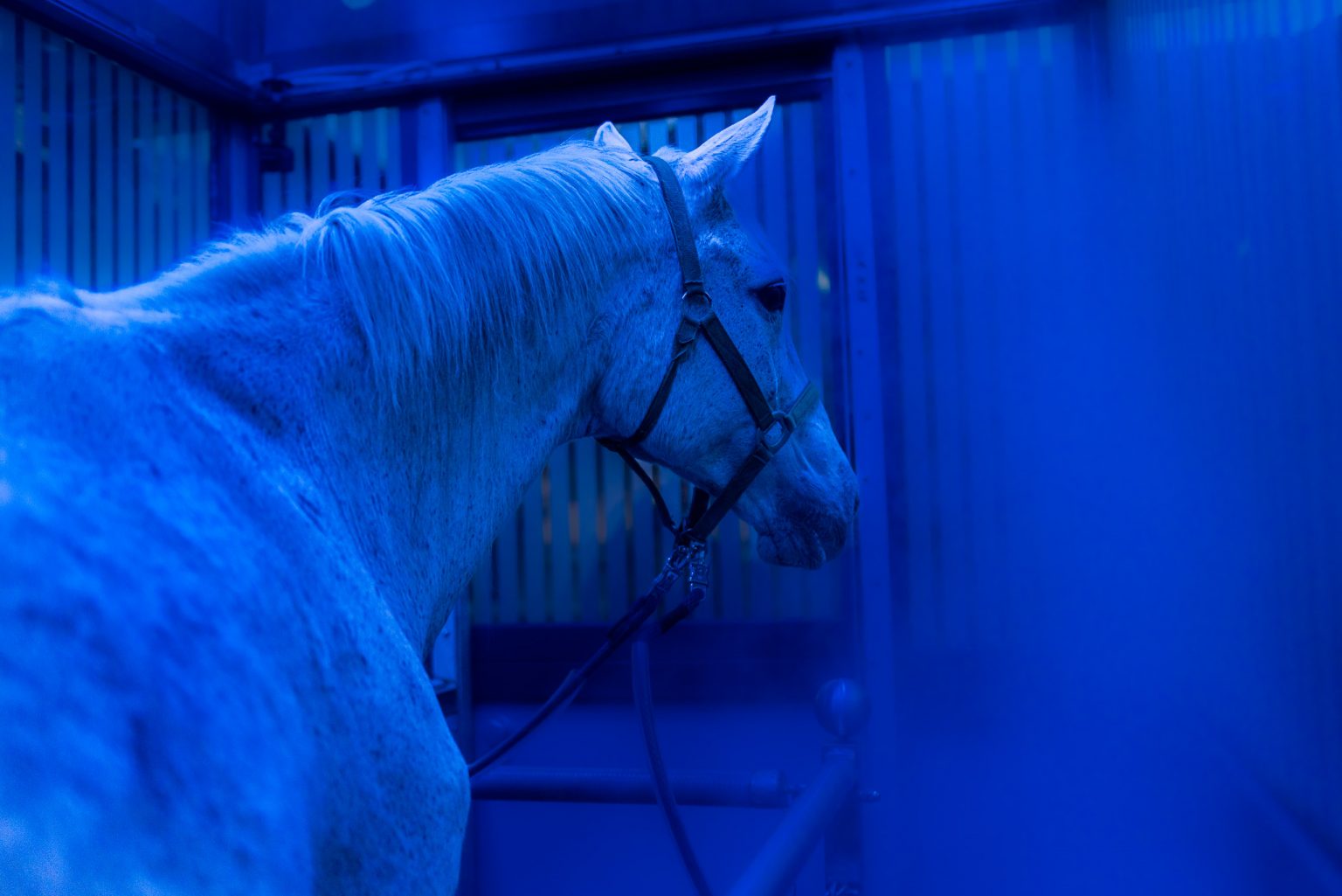 Sole Inhalation für Ihr Pferd Equine RehaZentrum Gut Marggraffshof